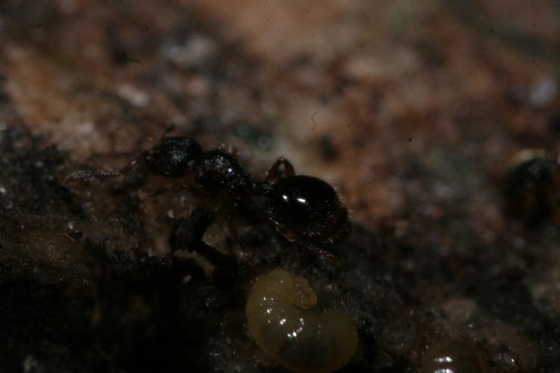 taxomara 2007 (141)